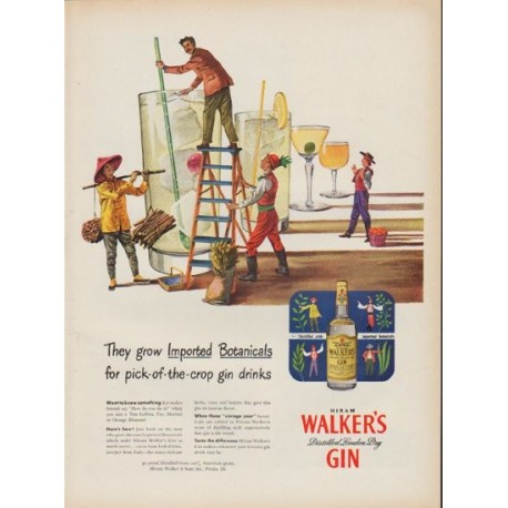 1951 Hiram Walker's Gin Ad "Imported Botanicals"