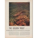 1952 The Golden Trout Article "rugged anglers"