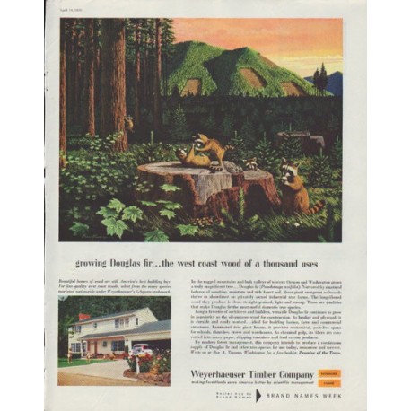 1958 Weyerhaeuser Timber Company Ad "growing Douglas fir"