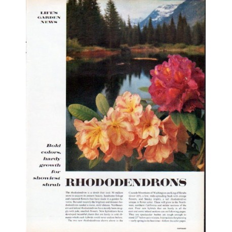 1961 Rhododendrons Article "Bold colors"