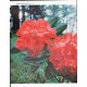 1961 Rhododendrons Article "Bold colors"