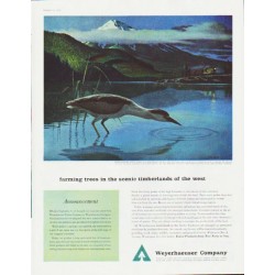 1959 Weyerhaeuser Company Ad "farming trees"