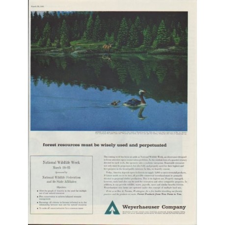 1961 Weyerhaeuser Company Ad "forest resources must be wisely used"