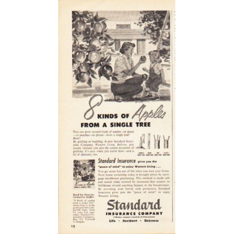 1953 Standard Insurance Company Ad "8 kinds of Apples"