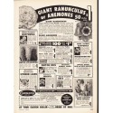 1953 Germain's Ad "Giant Ranunculus"