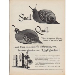 1950 Ethyl Gasoline Ad "difference ... between a "snail" and a "quail""