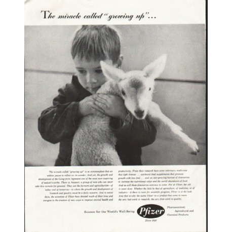 1958 Pfizer Ad "growing up"