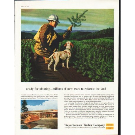 1958 Weyerhaeuser Timber Company Ad "ready for planting"