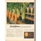 1948 Shell Oil Company Ad "Umbelliferae"