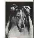 1964 The saga of Lassie Article ~ by Vernon Scott