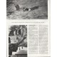1964 The saga of Lassie Article ~ by Vernon Scott