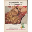1953 Halo Shampoo Ad "HALO glorifies it"