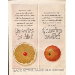 1963 Florida Citrus Commission Ad "they're back"